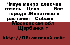 Чихуа микро девочка газель › Цена ­ 65 - Все города Животные и растения » Собаки   . Московская обл.,Щербинка г.